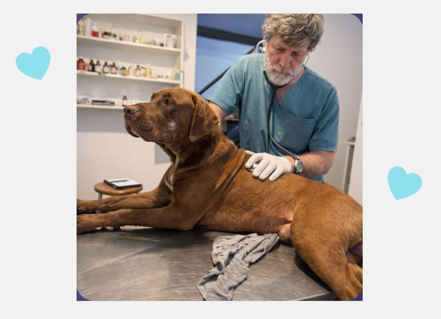 Ayuda a Max a tener una segunda oportunidad de vida❤️